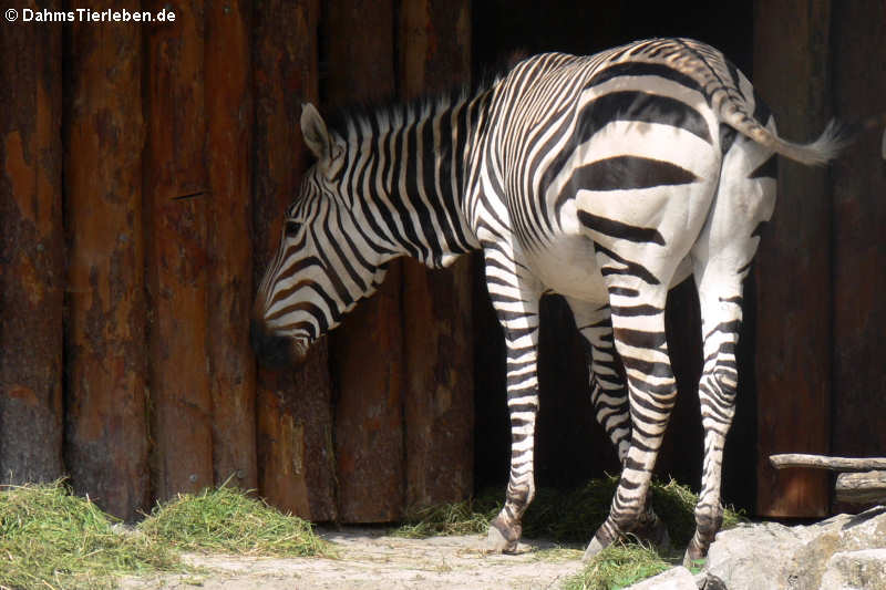 Hartmann-Bergzebra (Equus zebra hartmannae)