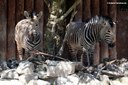 Equus zebra hartmannae