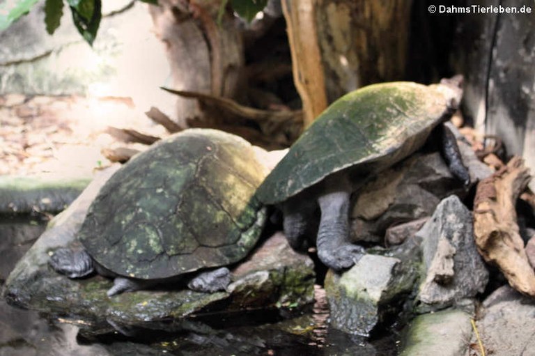 Erymnochelys madagascariensis