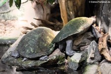 Madagaskar-Schienenschildkröte (Erymnochelys madagascariensis) im Zoo Landau