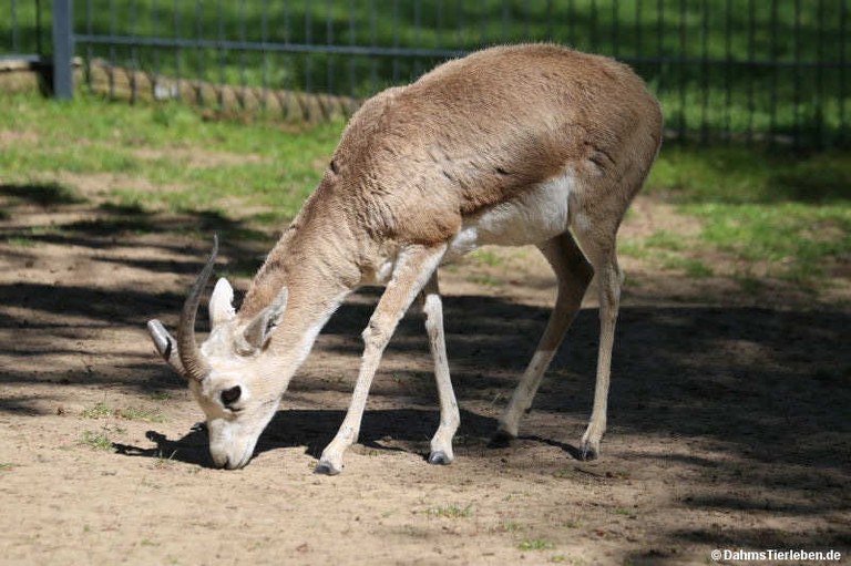 Gazella subgutturosa subgutturosa