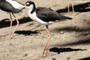 Himantopus mexicanus