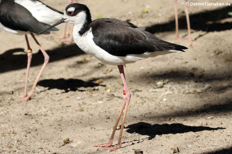 Amerikanischer Stelzenläufer (Himantopus mexicanus)