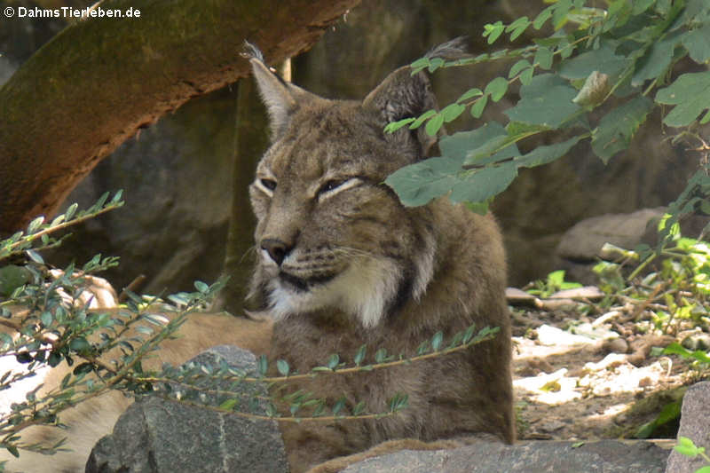 Eurasischer Luchs (Lynx lynx)