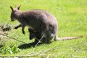 Notamacropus rufogriseus rufogriseus