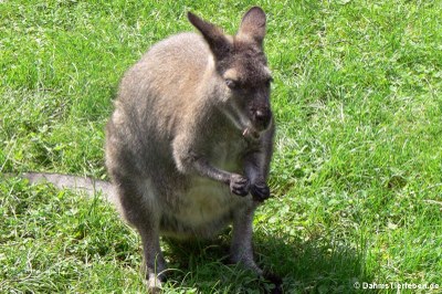 Bennett-Känguru (Notamacropus rufogriseus rufogriseus)