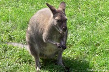 Bennett-Känguru (Notamacropus rufogriseus) im Zoo Landau