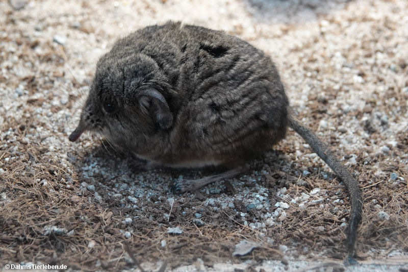 Macroscelides proboscideus