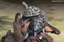 Gewöhnliche Krötenkopfschildkröte (Mesoclemmys nasuta) im Zoo Landau