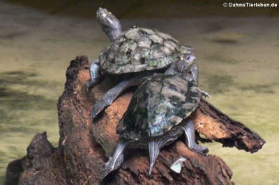 Krötenkopfschildkröten (Mesoclemmys nasuta)