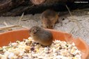Micromys minutus