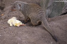 Zebramanguste (Mungos mungo) im Zoo Landau