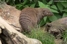 Zebramanguste (Mungos mungo) im Zoo Landau