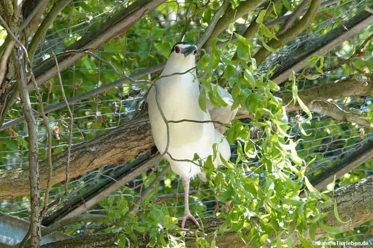 Nycticorax nycticorax