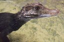 Paleosuchus palpebrosus