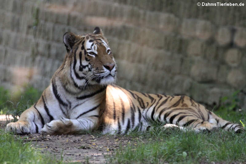 Sibirischer Tiger (Panthera tigris altaica)