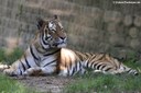 Panthera tigris altaica