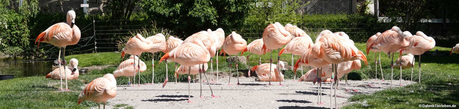 Phoenicopterus chilensis