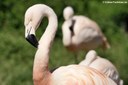 Phoenicopterus chilensis