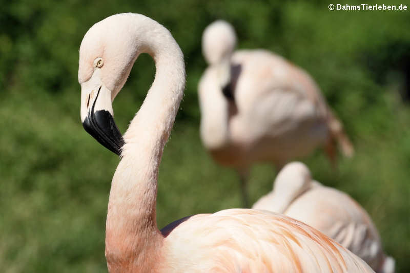 Chileflamingo (Phoenicopterus chilensis)