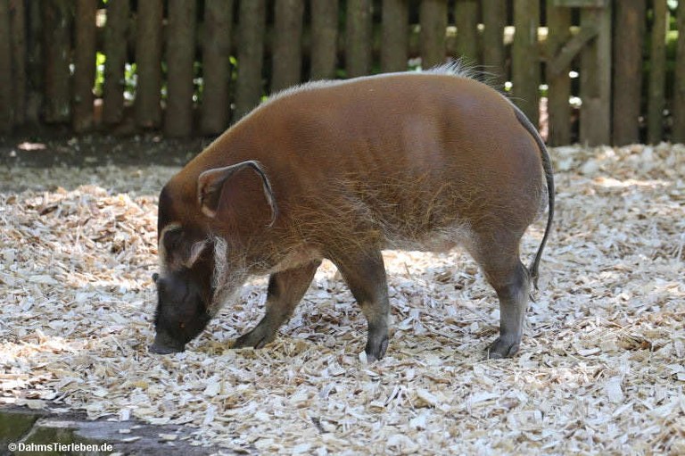 Potamochoerus porcus