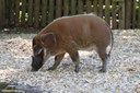 Potamochoerus porcus