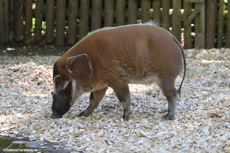 Potamochoerus porcus