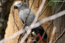 Kongo-Graupapagei (Psittacus erithacus erithacus) im Zoo Landau