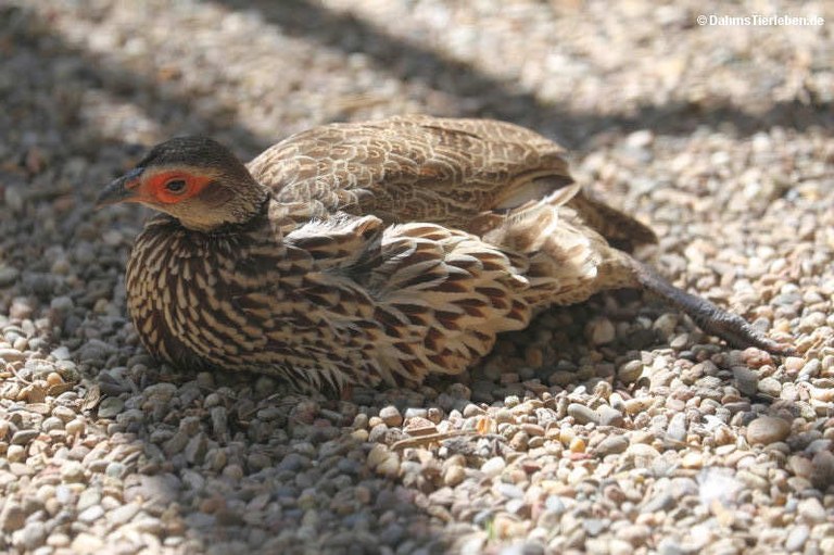 Pternistis leucoscepus
