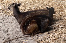 Prinz-Alfred-Hirsche (Rusa alfredi) im Zoo Landau