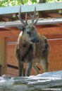 Rusa alfredi