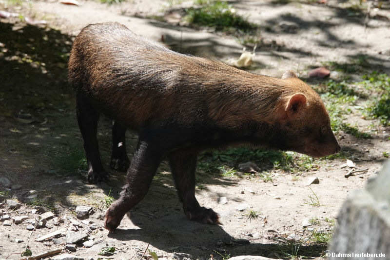 Waldhund Speothos venaticus-1