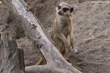 Erdmännchen (Suricata suricatta) im Zoo Landau