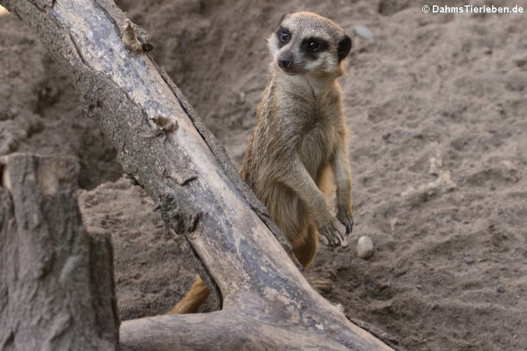 Suricata suricatta