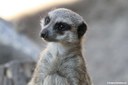 Suricata suricatta