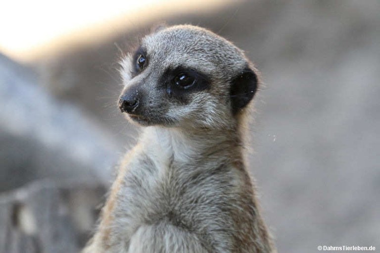 Suricata suricatta