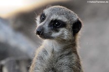 Erdmännchen (Suricata suricatta) im Zoo Landau