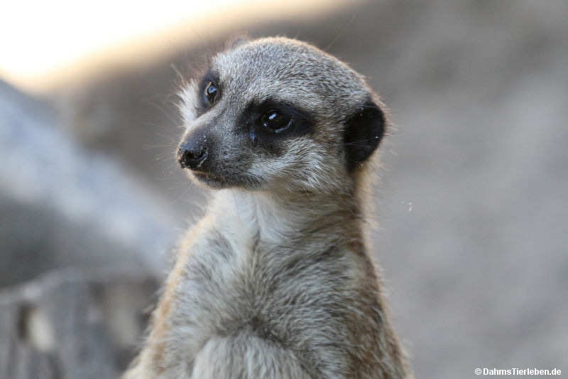 Suricata suricatta-1