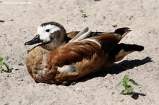 Graukopfkasarka (Tadorna cana) im Zoo Landau