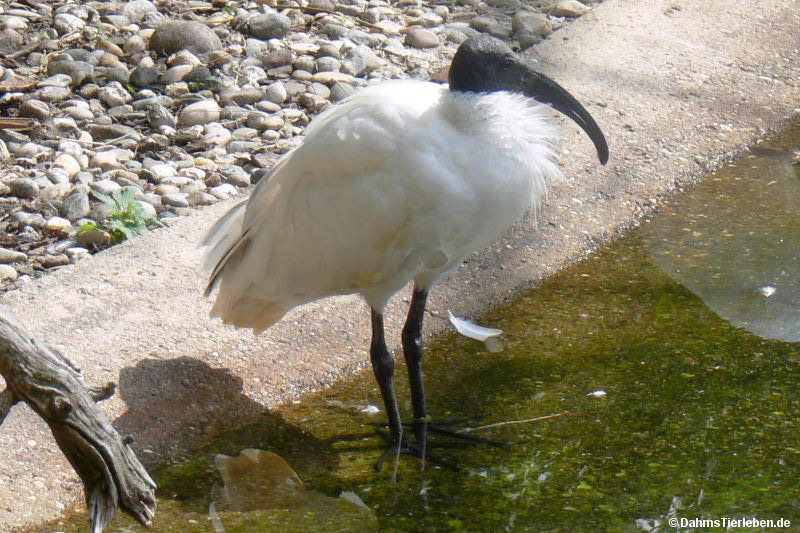 Threskiornis melanocephalus