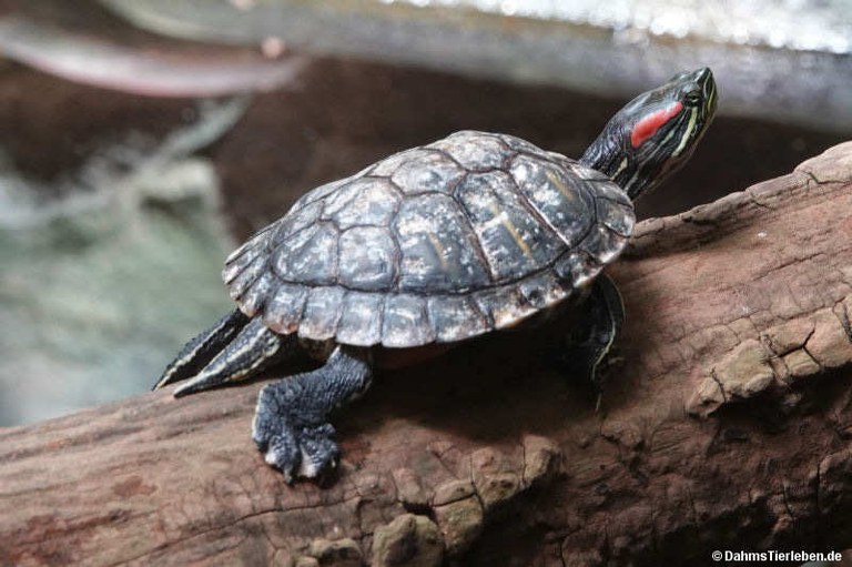 Trachemys scripta elegans