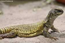 Veränderlicher Schleuderschwanz (Uromastyx acanthinura) im Zoo Landau