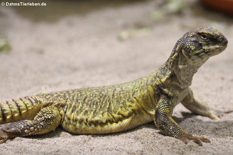 Uromastyx acanthinura