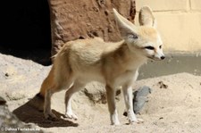 Wüstenfuchs (Vulpes zerda) im Zoo Landau