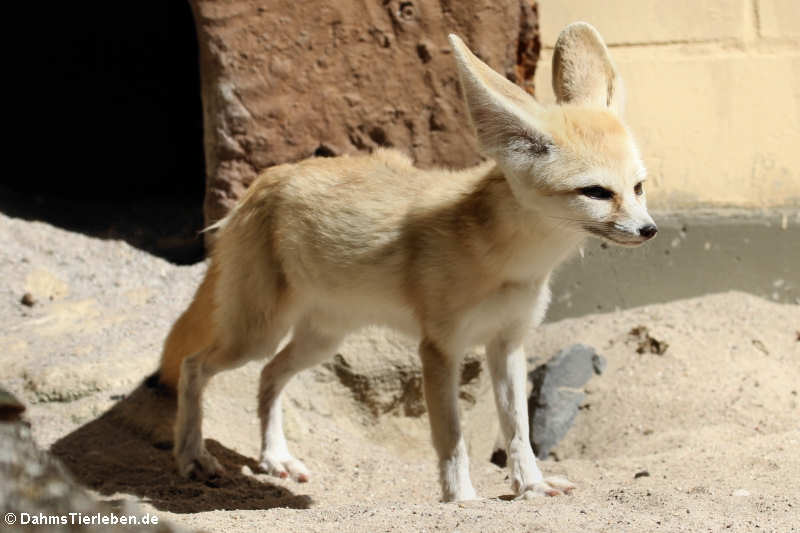 Vulpes zerda