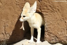 Fennek (Vulpes zerda) im Zoo Osnabrück