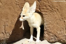 Wüstenfuchs (Vulpes zerda) im Zoo Landau