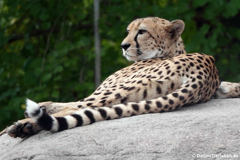 Südafrikanischer Gepard (Acinonyx jubatus jubatus)