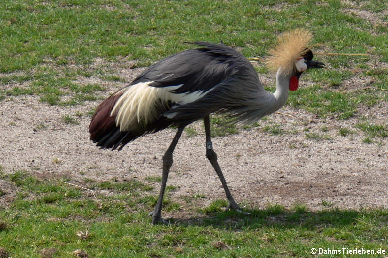 Ostafrikanischer Kronenkranich (Balearica regulorum gibbericeps)