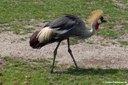 Balearica regulorum gibbericeps